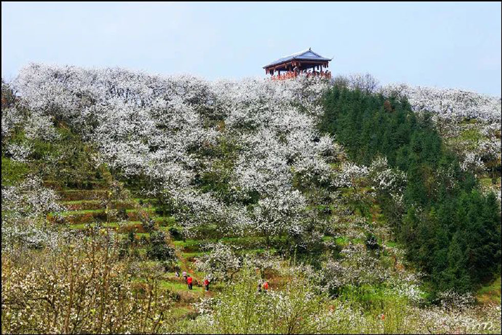 【春天，广西桂林灌阳县向您发出邀请！】我们在灌阳看梨花 - 游山玩水 - 潮州生活社区 - 潮州28生活网 chaozhou.28life.net