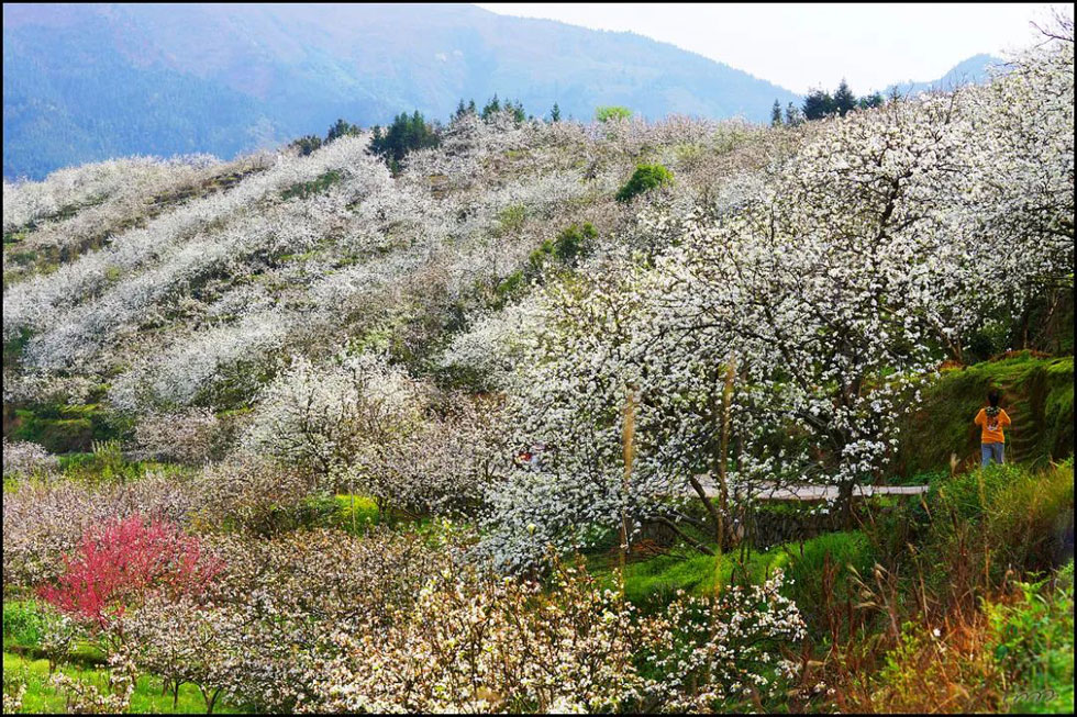 【春天，广西桂林灌阳县向您发出邀请！】我们在灌阳看梨花 - 游山玩水 - 潮州生活社区 - 潮州28生活网 chaozhou.28life.net