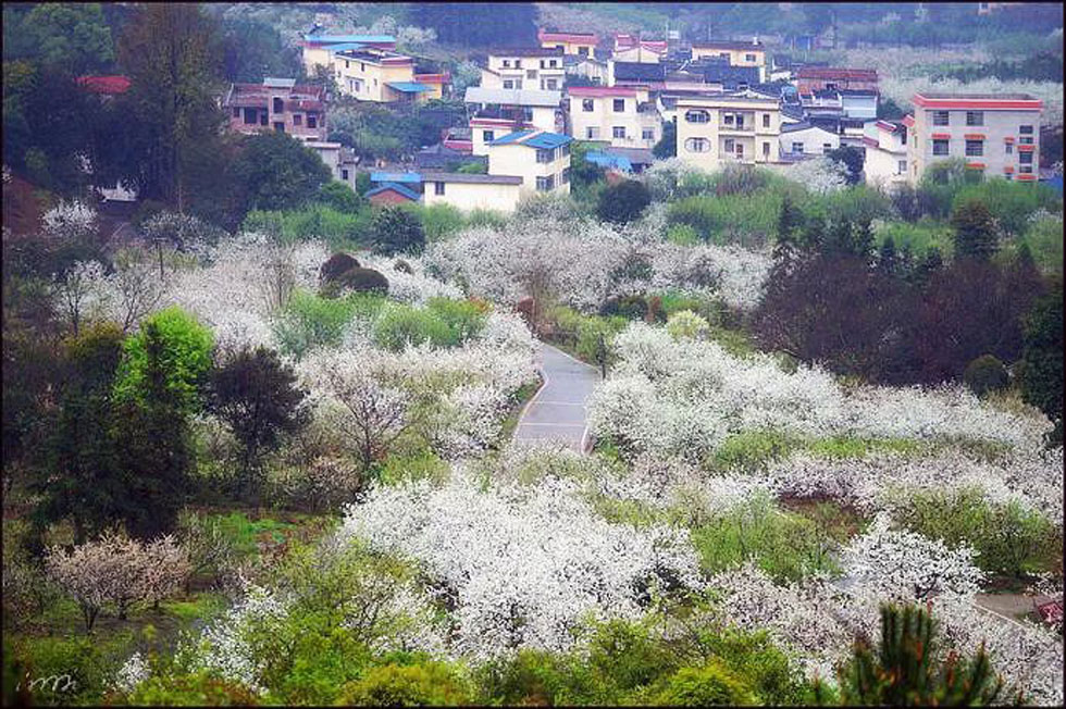 【春天，广西桂林灌阳县向您发出邀请！】我们在灌阳看梨花 - 游山玩水 - 潮州生活社区 - 潮州28生活网 chaozhou.28life.net