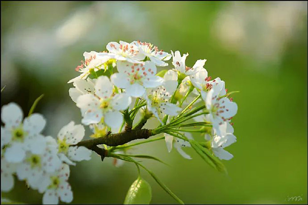 【春天，广西桂林灌阳县向您发出邀请！】我们在灌阳看梨花 - 游山玩水 - 潮州生活社区 - 潮州28生活网 chaozhou.28life.net