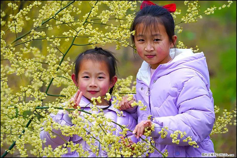 【春天，广西桂林灌阳县向您发出邀请！】米珠山前有片山苍子花在飘香 - 游山玩水 - 潮州生活社区 - 潮州28生活网 chaozhou.28life.net