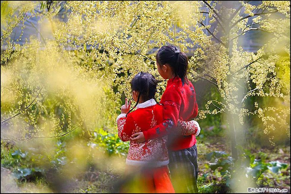 【春天，广西桂林灌阳县向您发出邀请！】米珠山前有片山苍子花在飘香 - 游山玩水 - 潮州生活社区 - 潮州28生活网 chaozhou.28life.net