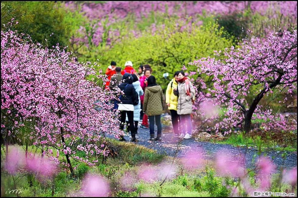 【春天，广西桂林灌阳县向您发出邀请！】官庄村有个醉美的桃花园 - 游山玩水 - 潮州生活社区 - 潮州28生活网 chaozhou.28life.net