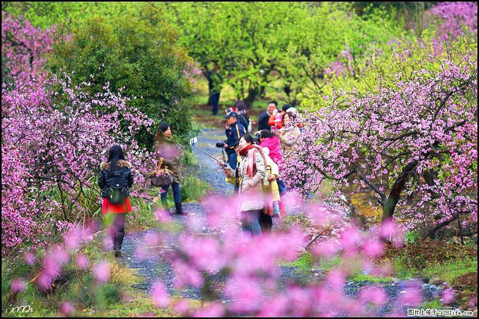 【春天，广西桂林灌阳县向您发出邀请！】官庄村有个醉美的桃花园 - 游山玩水 - 潮州生活社区 - 潮州28生活网 chaozhou.28life.net