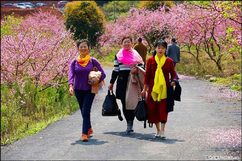 【春天，广西桂林灌阳县向您发出邀请！】官庄村有个醉美的桃花园 - 游山玩水 - 潮州生活社区 - 潮州28生活网 chaozhou.28life.net