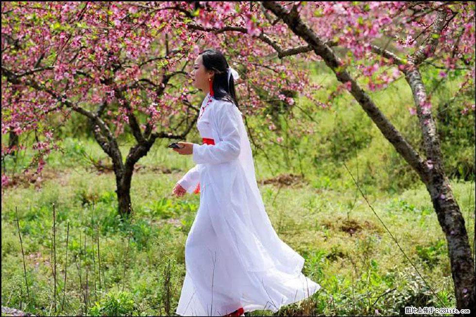【春天，广西桂林灌阳县向您发出邀请！】官庄村有个醉美的桃花园 - 游山玩水 - 潮州生活社区 - 潮州28生活网 chaozhou.28life.net