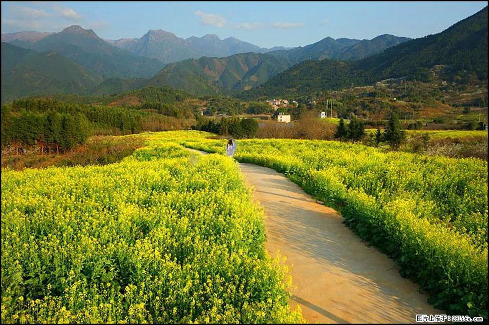 【春天，广西桂林灌阳县向您发出邀请！】长坪村油菜盛情花开 - 游山玩水 - 潮州生活社区 - 潮州28生活网 chaozhou.28life.net