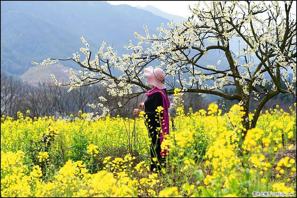 【春天，广西桂林灌阳县向您发出邀请！】长坪村油菜盛情花开 - 游山玩水 - 潮州生活社区 - 潮州28生活网 chaozhou.28life.net