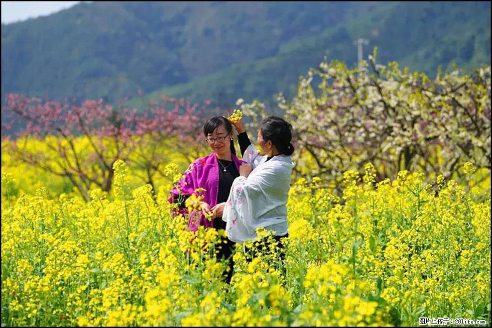 【春天，广西桂林灌阳县向您发出邀请！】长坪村油菜盛情花开 - 游山玩水 - 潮州生活社区 - 潮州28生活网 chaozhou.28life.net