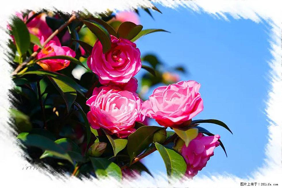 【春天，广西桂林灌阳县向您发出邀请！】杨柳井茶花惹人爱 - 游山玩水 - 潮州生活社区 - 潮州28生活网 chaozhou.28life.net