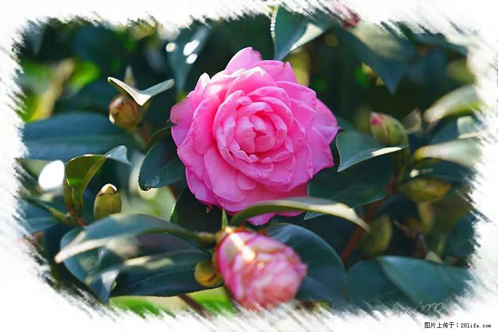 【春天，广西桂林灌阳县向您发出邀请！】杨柳井茶花惹人爱 - 游山玩水 - 潮州生活社区 - 潮州28生活网 chaozhou.28life.net