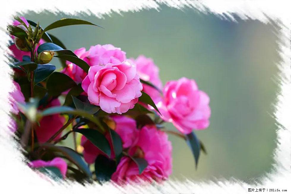 【春天，广西桂林灌阳县向您发出邀请！】杨柳井茶花惹人爱 - 游山玩水 - 潮州生活社区 - 潮州28生活网 chaozhou.28life.net