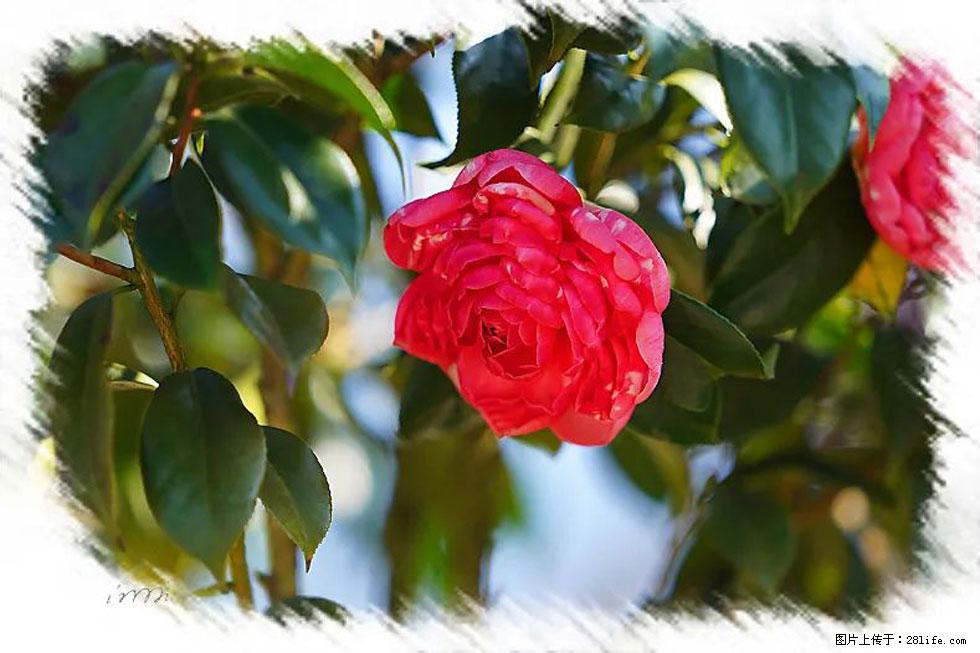 【春天，广西桂林灌阳县向您发出邀请！】杨柳井茶花惹人爱 - 游山玩水 - 潮州生活社区 - 潮州28生活网 chaozhou.28life.net