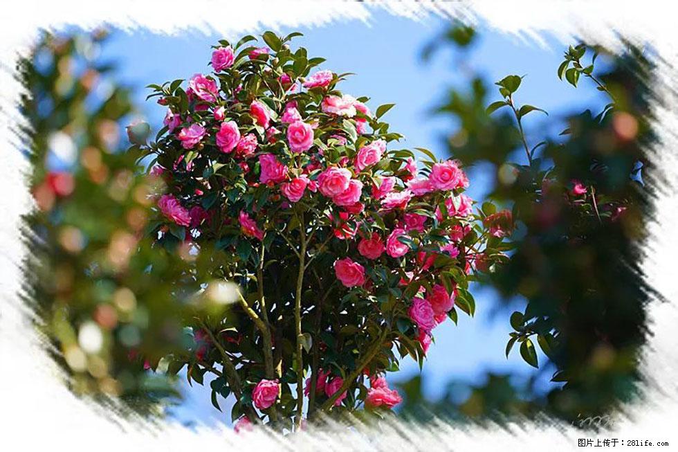 【春天，广西桂林灌阳县向您发出邀请！】杨柳井茶花惹人爱 - 游山玩水 - 潮州生活社区 - 潮州28生活网 chaozhou.28life.net