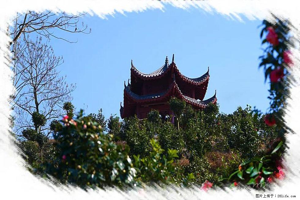【春天，广西桂林灌阳县向您发出邀请！】杨柳井茶花惹人爱 - 游山玩水 - 潮州生活社区 - 潮州28生活网 chaozhou.28life.net