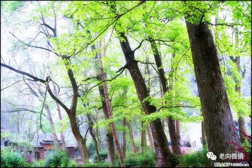 【春天，广西桂林灌阳县向您发出邀请！】在小龙村与春天约会 - 游山玩水 - 潮州生活社区 - 潮州28生活网 chaozhou.28life.net