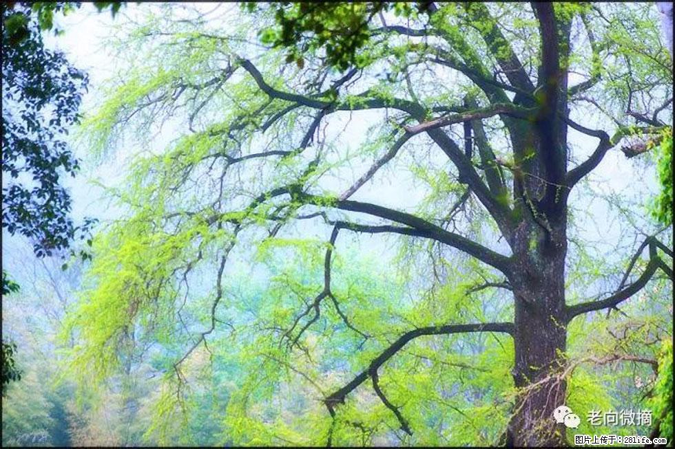 【春天，广西桂林灌阳县向您发出邀请！】在小龙村与春天约会 - 游山玩水 - 潮州生活社区 - 潮州28生活网 chaozhou.28life.net