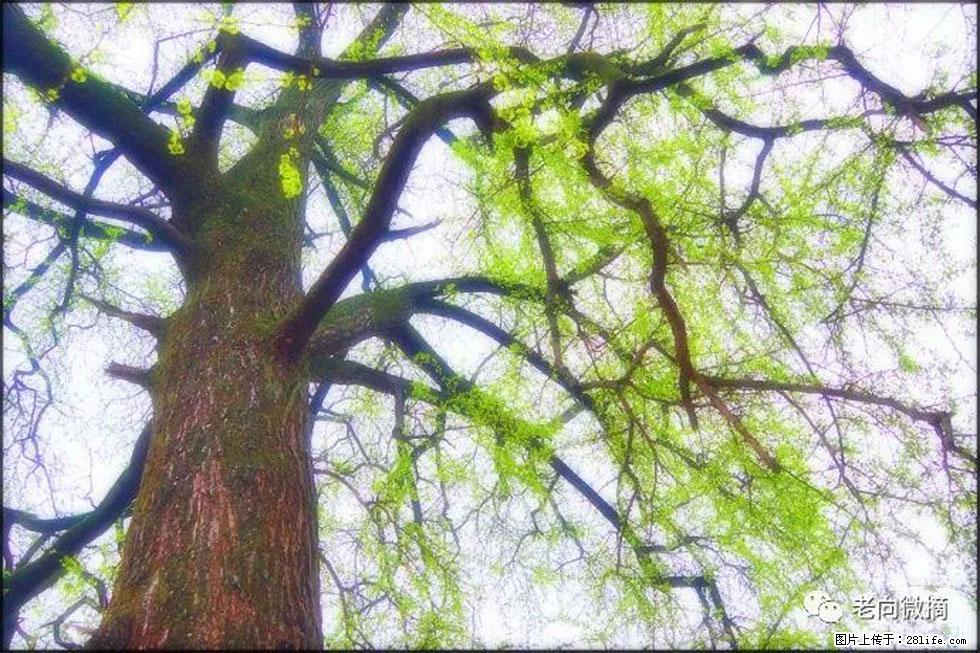 【春天，广西桂林灌阳县向您发出邀请！】在小龙村与春天约会 - 游山玩水 - 潮州生活社区 - 潮州28生活网 chaozhou.28life.net