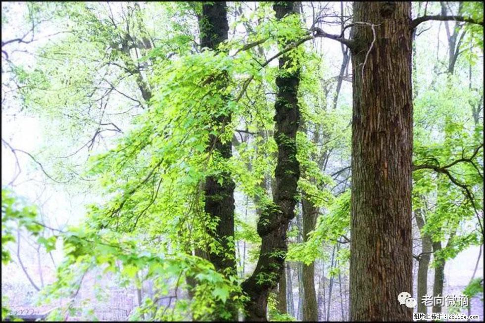【春天，广西桂林灌阳县向您发出邀请！】在小龙村与春天约会 - 游山玩水 - 潮州生活社区 - 潮州28生活网 chaozhou.28life.net
