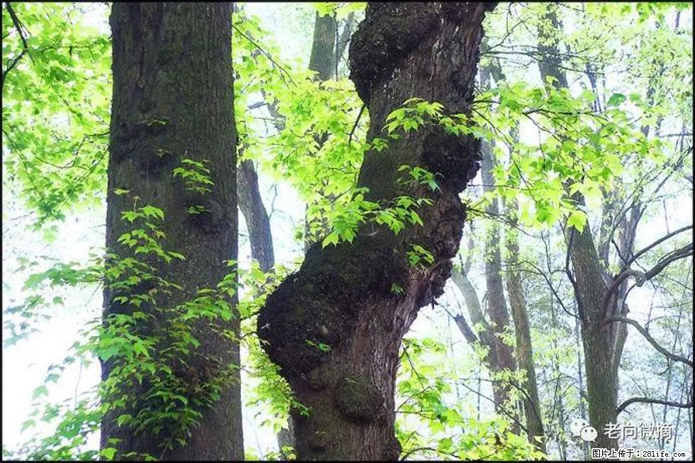 【春天，广西桂林灌阳县向您发出邀请！】在小龙村与春天约会 - 游山玩水 - 潮州生活社区 - 潮州28生活网 chaozhou.28life.net
