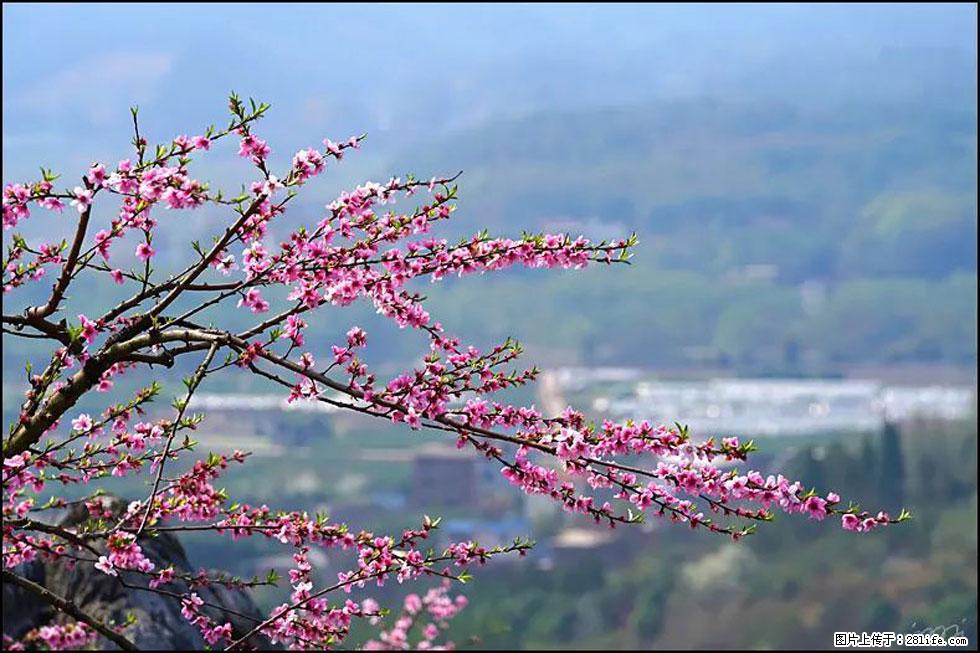 【春天，广西桂林灌阳县向您发出邀请！】望月岭上桃花开 - 游山玩水 - 潮州生活社区 - 潮州28生活网 chaozhou.28life.net