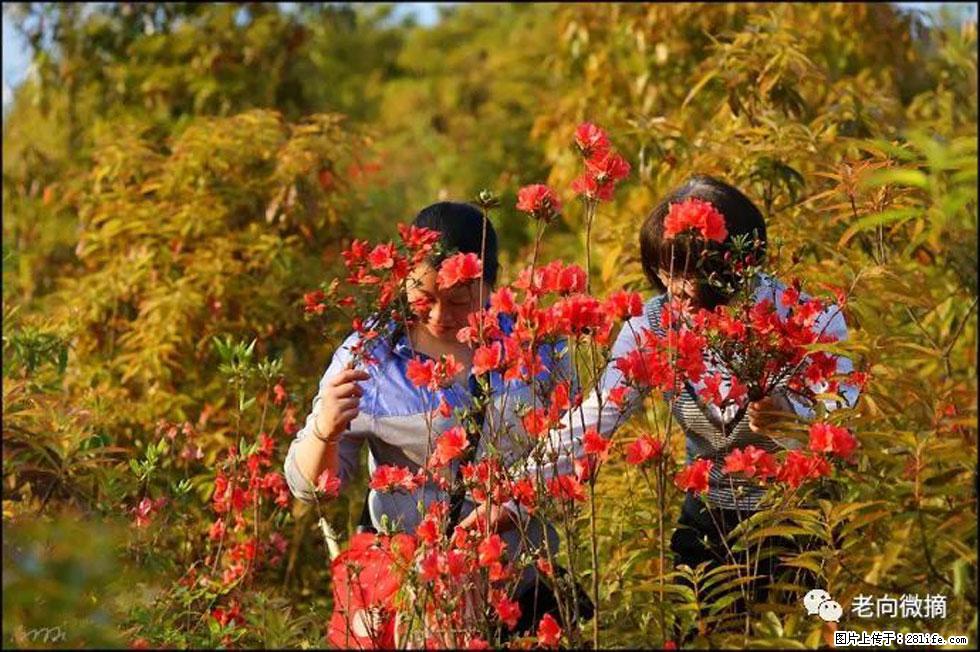 【春天，广西桂林灌阳县向您发出邀请！】登麒麟山，相约映山红 - 游山玩水 - 潮州生活社区 - 潮州28生活网 chaozhou.28life.net