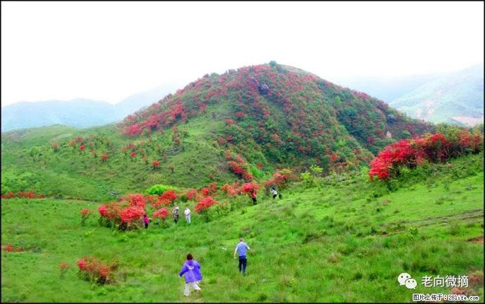 【春天，广西桂林灌阳县向您发出邀请！】宝盖山上映山红 - 游山玩水 - 潮州生活社区 - 潮州28生活网 chaozhou.28life.net