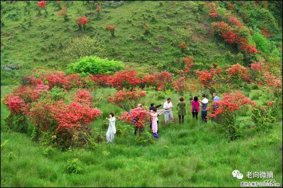 【春天，广西桂林灌阳县向您发出邀请！】宝盖山上映山红 - 游山玩水 - 潮州生活社区 - 潮州28生活网 chaozhou.28life.net