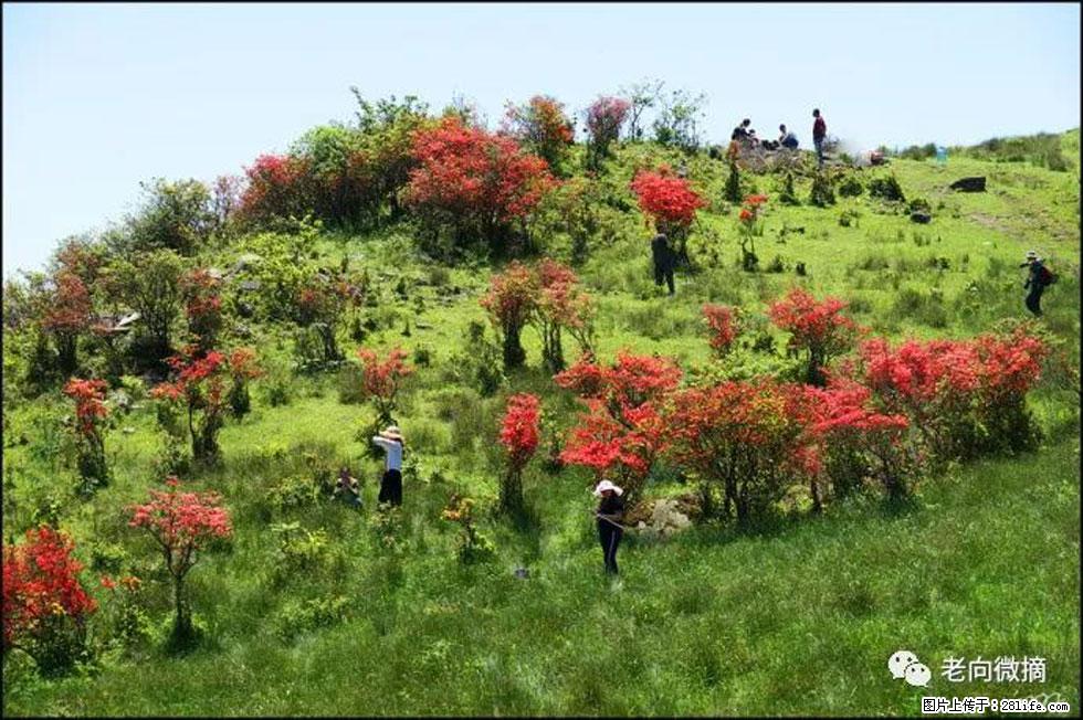 【春天，广西桂林灌阳县向您发出邀请！】宝盖山上映山红 - 游山玩水 - 潮州生活社区 - 潮州28生活网 chaozhou.28life.net