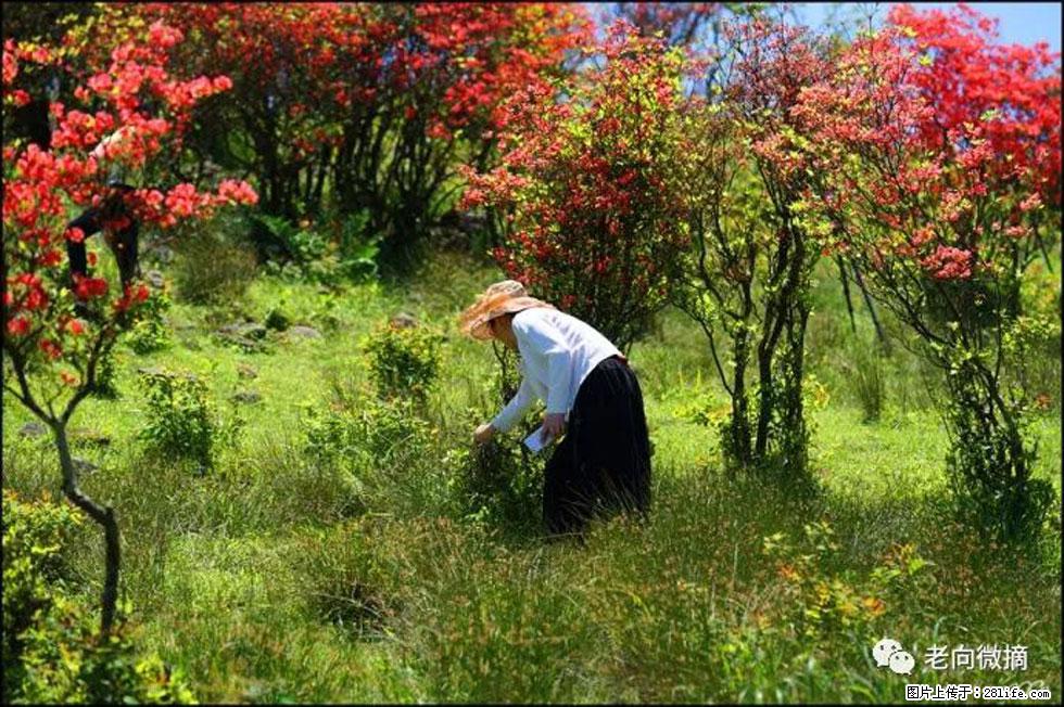 【春天，广西桂林灌阳县向您发出邀请！】宝盖山上映山红 - 游山玩水 - 潮州生活社区 - 潮州28生活网 chaozhou.28life.net