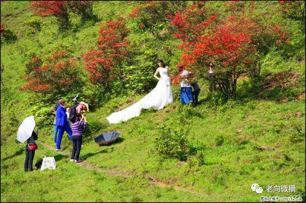 【春天，广西桂林灌阳县向您发出邀请！】宝盖山上映山红 - 游山玩水 - 潮州生活社区 - 潮州28生活网 chaozhou.28life.net
