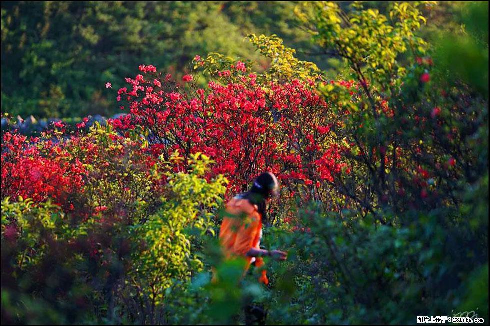 【春天，广西桂林灌阳县向您发出邀请！】春木界上映山红 - 游山玩水 - 潮州生活社区 - 潮州28生活网 chaozhou.28life.net