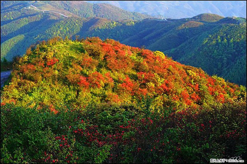 【春天，广西桂林灌阳县向您发出邀请！】春木界上映山红 - 游山玩水 - 潮州生活社区 - 潮州28生活网 chaozhou.28life.net