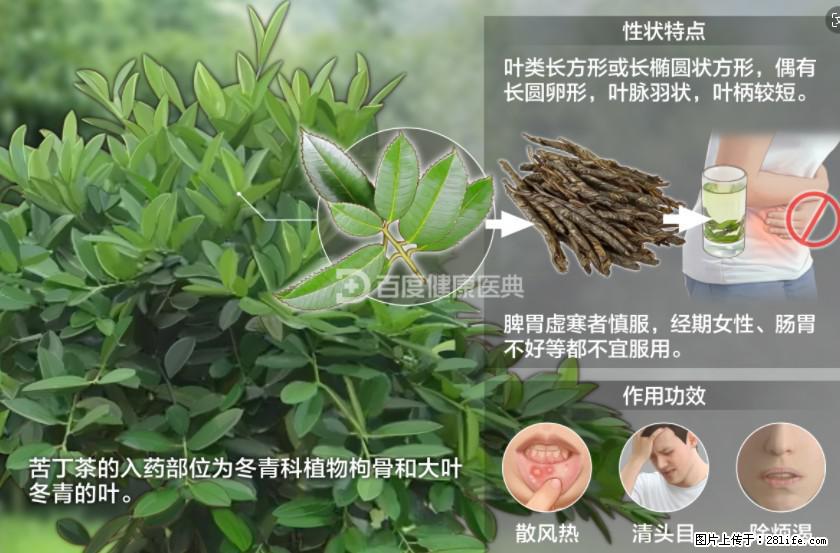 苦丁茶有哪些功效和作用 - 生活百科 - 潮州生活社区 - 潮州28生活网 chaozhou.28life.net
