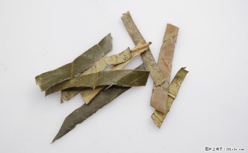 苦丁茶有哪些功效和作用 - 生活百科 - 潮州生活社区 - 潮州28生活网 chaozhou.28life.net