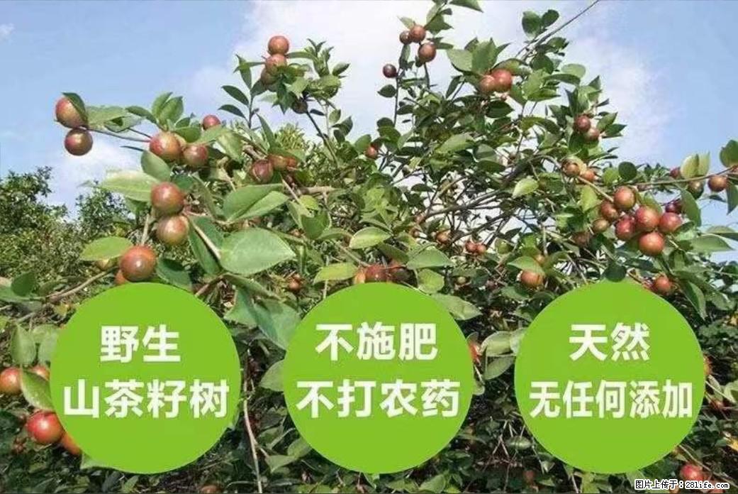 【灌阳县油茶产业示范区】一个有着充实的精神生活的人，对待身外之物自会有一种淡泊的态度 - 美食天地 - 潮州生活社区 - 潮州28生活网 chaozhou.28life.net