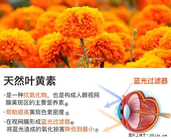叶黄素有什么功效和作用 - 生活百科 - 潮州生活社区 - 潮州28生活网 chaozhou.28life.net