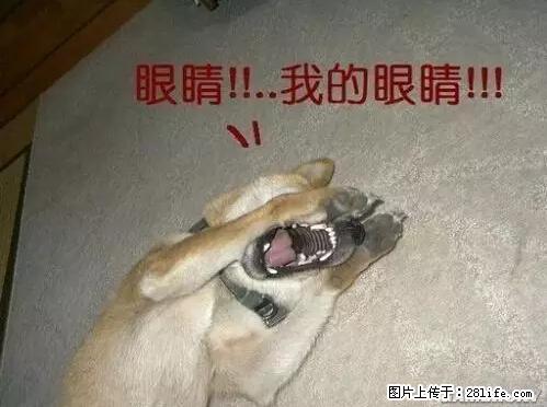 笑癫了！一女的怀孕三年未生，他终于忍不住了... - 娱乐八卦 - 潮州生活社区 - 潮州28生活网 chaozhou.28life.net