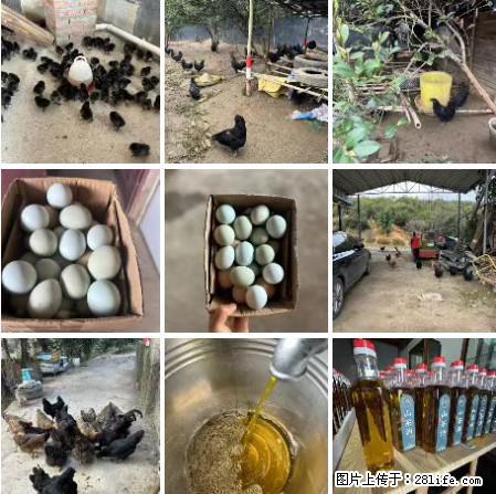 油茶园从小鸡仔开始养起的纯土鸡、土鸡蛋可以预定啦！还有前几天刚榨的纯山茶油哦 - 土特产 - 饮食特产 - 潮州分类信息 - 潮州28生活网 chaozhou.28life.net