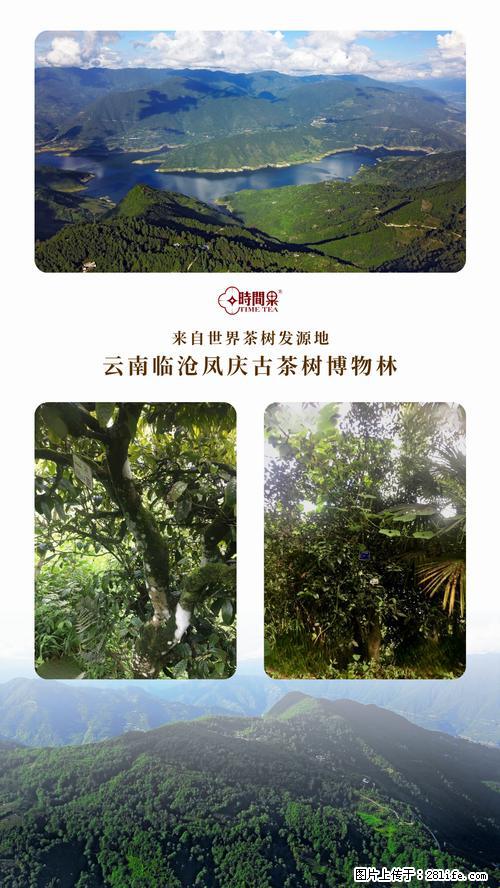 时间果百年古树2025年春红茶 - 购物交流 - 潮州生活社区 - 潮州28生活网 chaozhou.28life.net