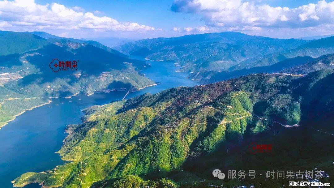 时间果百年古树龙珠普洱生茶 - 购物交流 - 潮州生活社区 - 潮州28生活网 chaozhou.28life.net