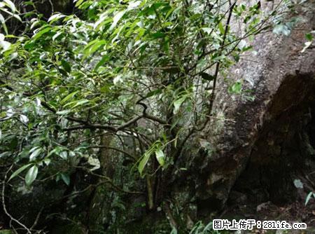 平乐石崖茶，珍贵仅次于金花茶 - 潮州生活资讯 - 潮州28生活网 chaozhou.28life.net