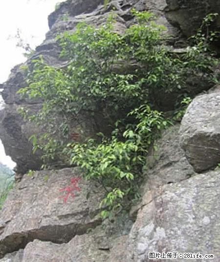 平乐石崖茶，珍贵仅次于金花茶 - 潮州生活资讯 - 潮州28生活网 chaozhou.28life.net