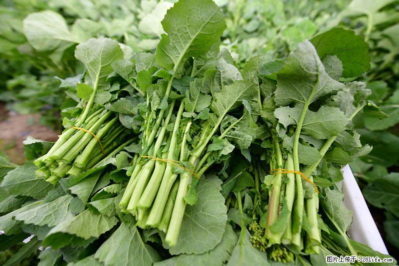 这些蔬菜是“天然钙片”，这6种被医生重点推荐 - 潮州生活资讯 - 潮州28生活网 chaozhou.28life.net